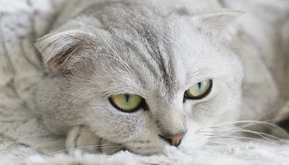 开云体育充值-线上直播互动，粉丝如何成为“主播”？，主播怎么做粉丝活动